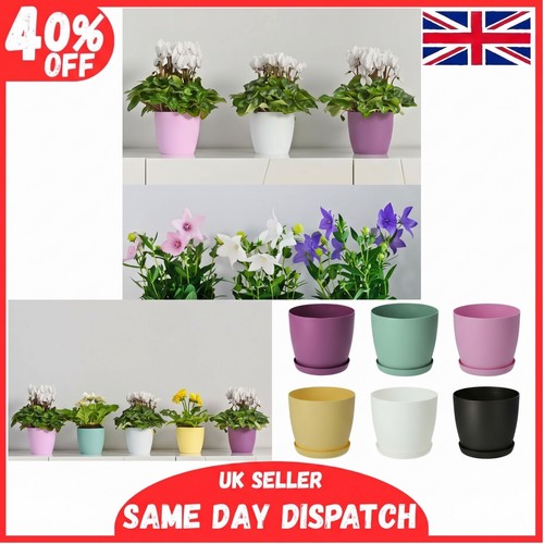 Plant pots flower - plant,