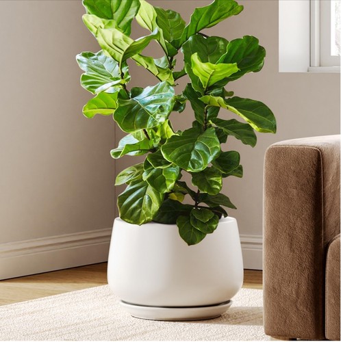 Tauci plant pot - tauci, ceramic