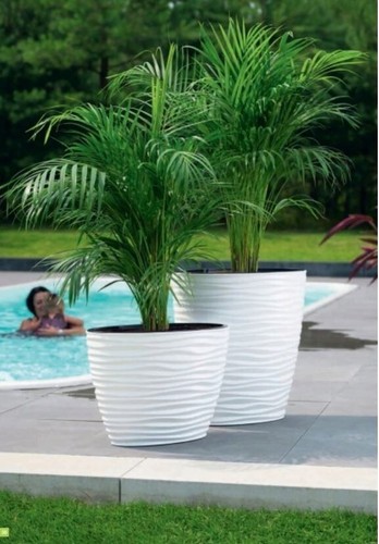 Plant pot oval ellipse dunes - plant,