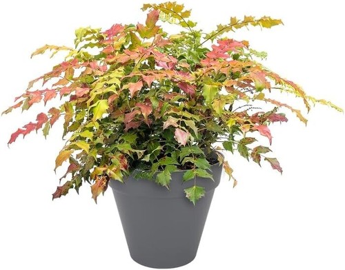 Elho style round plant - style, pots