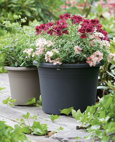 Outdoor flower pot plant - outdoor,