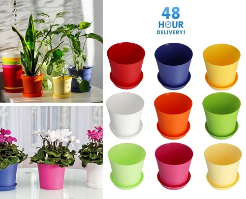 Plant flower pot - plant,