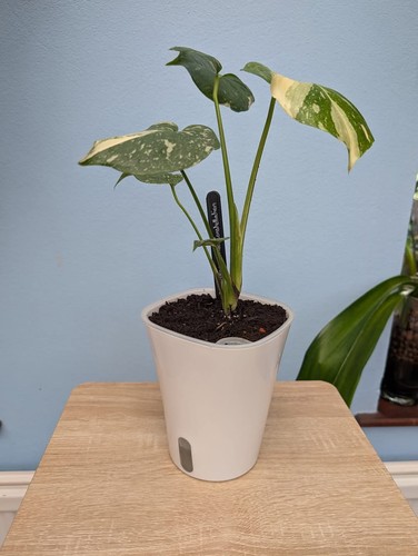 White self watering plant - self, pots