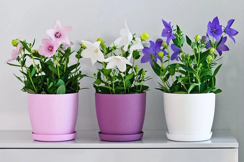 Plant pots flower planter - plant,